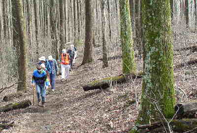 Hiking through the tall hardwood forest of the Georgia Apalachian Trail.