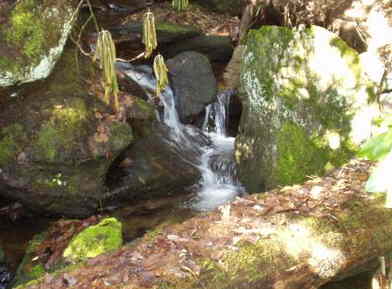 A typical little creek along the Bartram Trail.