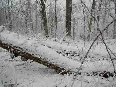 We now have several inches of winter beauty!