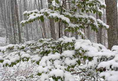 The holly bushes were beautiful.