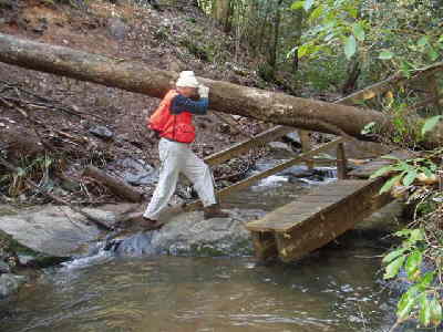 Here, Dick seems to be carrying this large tree across.