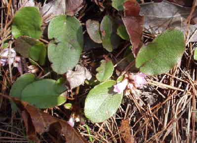 The early wildflowers are starting to bloom! Trailing Arbutus (Epigaea repens)