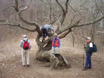 The famous old gnarled oak tree at Bly Gap. Boys will be boys!