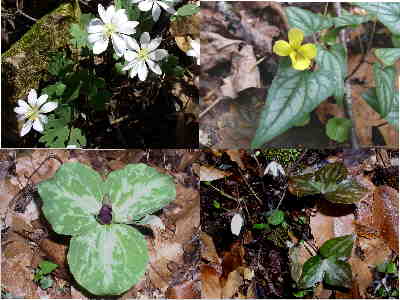 Some of today's wildflowers. (top l-r) Bloodroot, Halberd leaved Violet (bottom l-r)Red Toadshade Trillium, Hepatica.