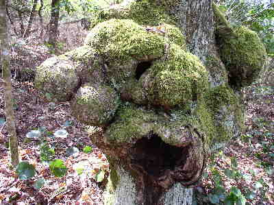 Nature's wonder of the day! Gnarled tree looks like a Gargoyle?