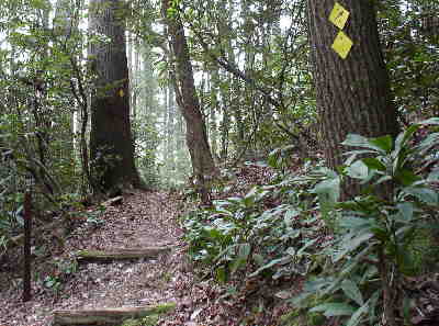 Typical trail view on the well-maintained Bartram Trail.