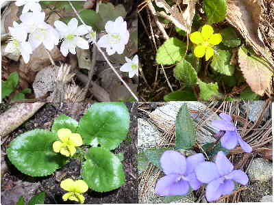 Some of the wildflowers of the day. (l-r top)Rue Anemone, Green and Gold (l-r bottom)Round-leaved Yellow Violet, and Purple Violet.
