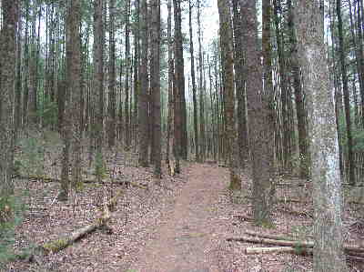A beautiful trail through the forest!