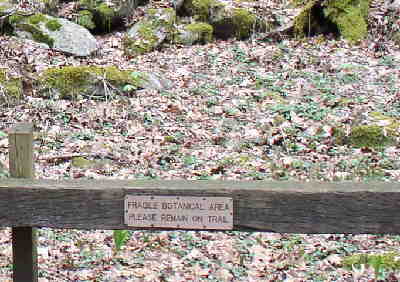 A very lush wildflower environment.