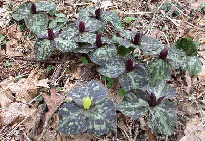 Here is a typical patch of Red Toadshade Trillium mixed with a few Yellow.