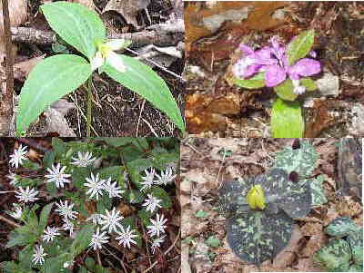 Some of our Wildflowers of the day. (l-r)top- Persistent Trillium, Polygala, (l-r bottom) Star Chickweed and Toadshade Trillium.