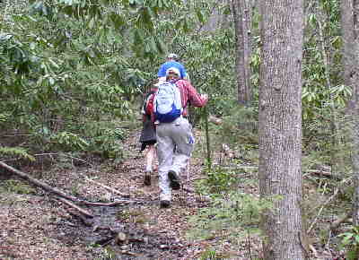 Hardwoods and Rhododendrons all along the trail.