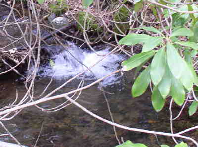 Nice creeks and streams along much of the trail.