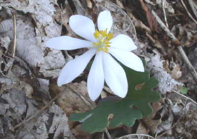 Some of the wildflower highlights of the day. Bloodroot (Sanguinaria canadensis)