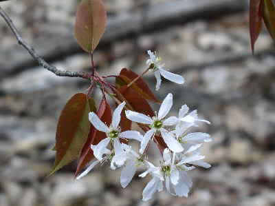 Serviceberry (Amelanchier canadensis)