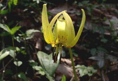 Trout Lily (Erythronium americanum)