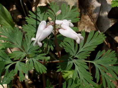Squirrel Corn (Dicentra canadensis)