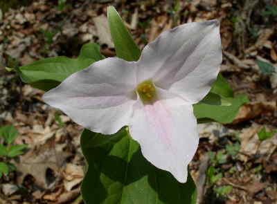 White Trillium (Trillium grandiflorum)