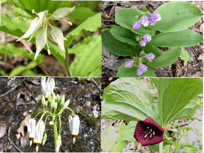 Another spectacular wildflower day! (top left clockwise) Nodding Mandarin, Showy Orchis, Shooting Stars, and Vaseys Trillium.