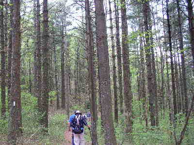 Coming back through Cowart Gap, there is a large patch of White Pines.