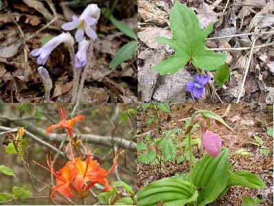 A few of today's wildflower finds. (top left - clockwise) Cancer Root, Lobed Violet, Flame Azalea, and Pink Lady's Slipper.
