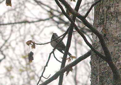Black and White Warbler!