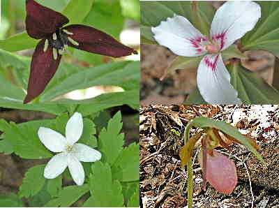 A few of today's wildflower finds. (top left - clockwise) Purple erect Trillium, Painted Trillium, Wood Anemone, and Pink Lady's Slipper.
