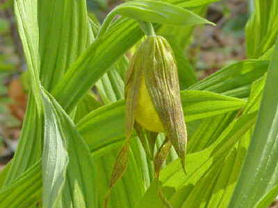 Yellow Lady's Slipper just opening!
