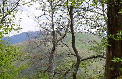 At this elevation, the leaves have just begun to emerge.
