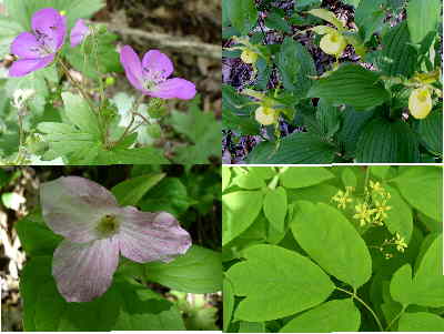 A few of today's wildflower finds. (top left - clockwise) Wild Geranium, Yellow Lady Slippers, Blue Cohosh, and Large Flowered Trillium.
