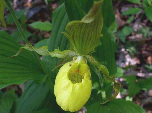 Yellow Lady's Slipper (Cypripedium calceolus)!