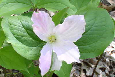 Today's marvel of nature. Large-flowered Trillium with Four petals!