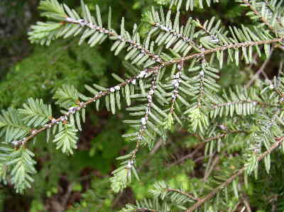 Unfortunately, we noticed many Hemlocks were infested with the Hemlock Wooly Adelgid. If you would like to read updated information about this dangerous pest, click here.