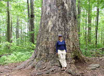 The famous Wasilik Poplar. The tree is reported to be the second largest Tulip Poplar Tree in the Eastern U.S. Unfortunately, the tree is completely dead now.