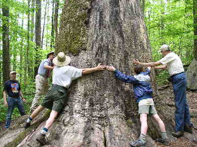 "Tree huggers!" We determined that it took six of us to reach completely around the tree!