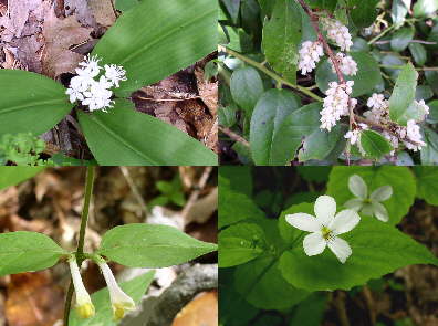 Some of today's wildflowers (top left- clockwise)White Clintonia, Dog Hobble, Canada Violet, and Cow-wheat.