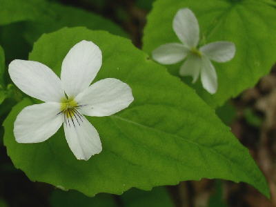 The Canada Violets were beautiful!