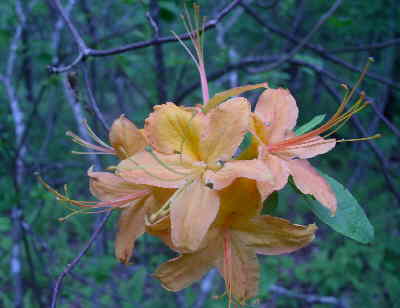 The Flame Azaleas were beautiful!