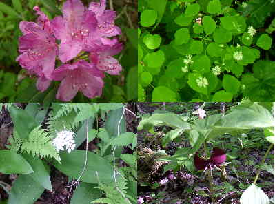 Some of today's wildflowers. (top - clockwise) Catawba Rhododendron, Meadow Rue, Vasey's Trillium, White Clintonia.
