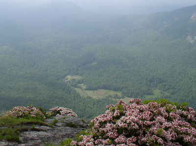 This rock ledge had some nice Mountain Laurels blooming.