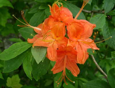 We saw some outstanding Flame Azaleas!