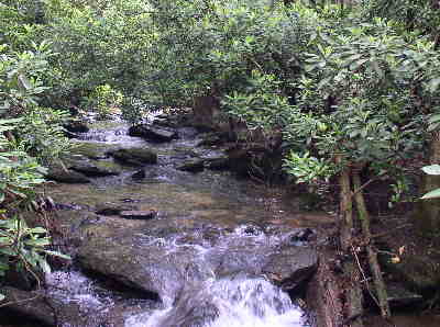 The trail meanders across this beautiful creek at least five times.