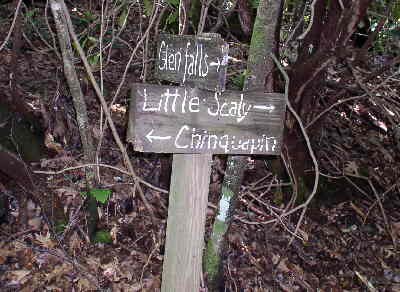 Now over to Chinquapin Mountain loop trail.