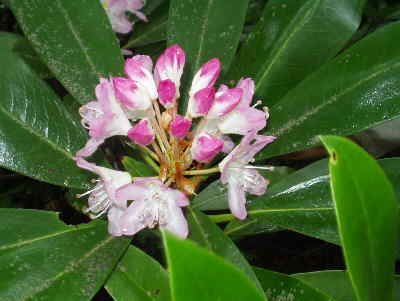 The Rosebay Rhododendrons (Rhododendron maximum) were just beginning to open.