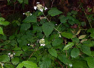 Wild Hydrangea (Hydrangea arborescens)