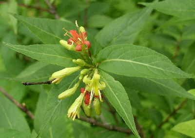 Bush Honeysuckle