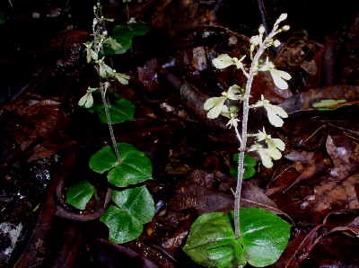 Tway-blade Orchid.