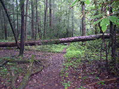 The Coon Branch Trail is a beautiful "old growth" forest trail along the river. On the return trip, this tree was being cleared by Duke Power workers.