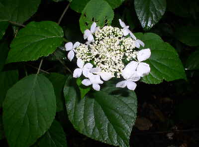 The Wild Hydrangeas were blooming nicely!