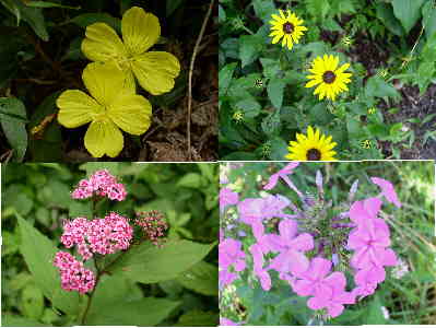 A few of today's wildflowers. (top left clockwise) Sundrops, Black-eyed Susans, Spirea, Phlox.